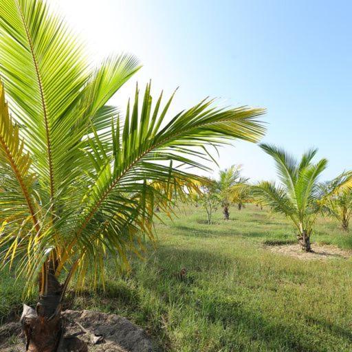 Kayjay Palms Hotel Passikudah Eksteriør billede